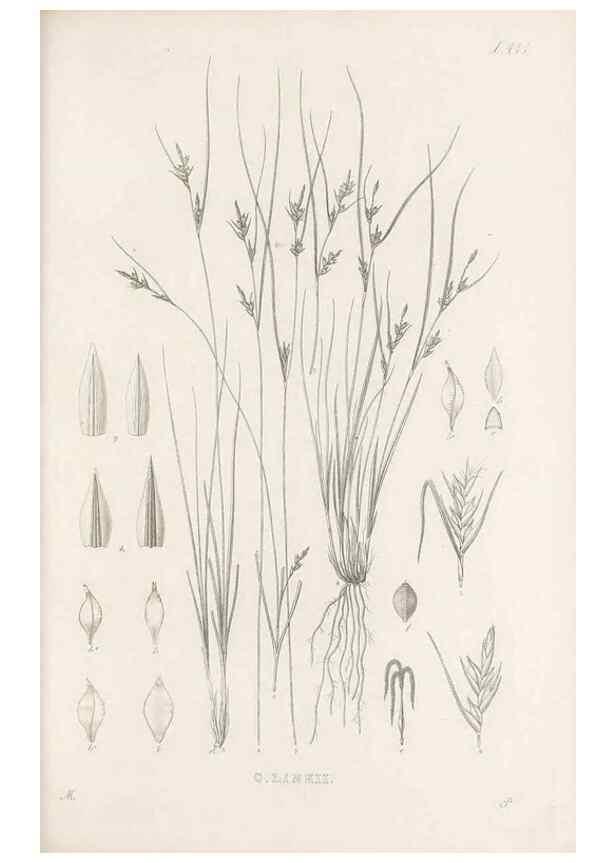 Reproducción/Reproduction 48683318646: Illustrations of the genus Carex. London :William Pamplin,1858-1867.. 