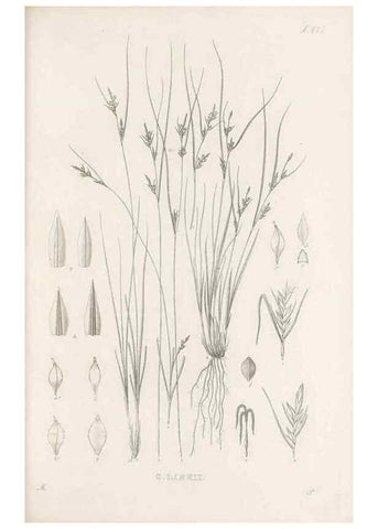 Reproducción/Reproduction 48683318646: Illustrations of the genus Carex. London :William Pamplin,1858-1867.. 