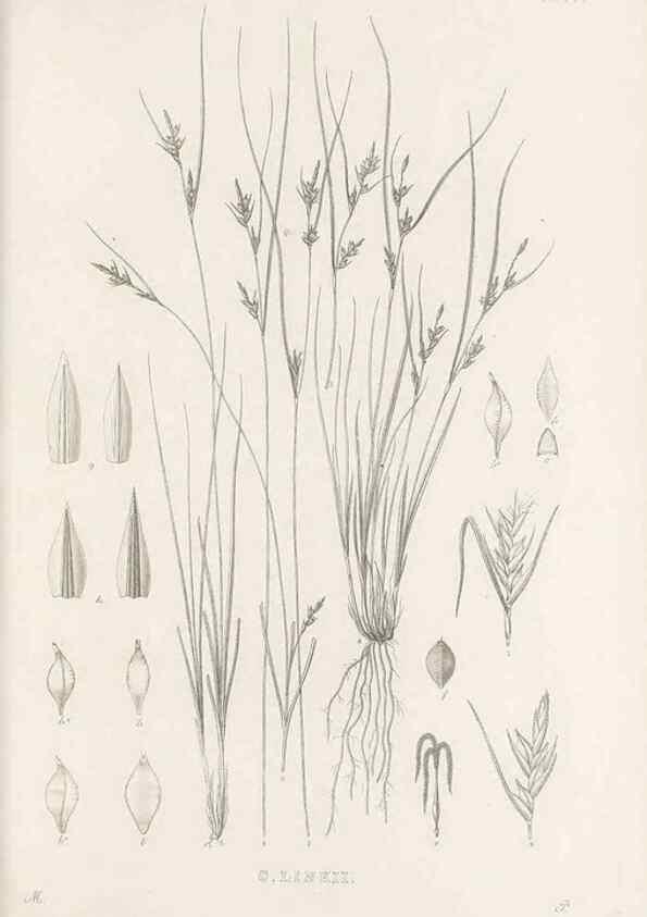 Reproducción/Reproduction 48683318646: Illustrations of the genus Carex. London :William Pamplin,1858-1867.. 