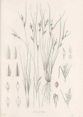 Reproducción/Reproduction 48683318646: Illustrations of the genus Carex. London :William Pamplin,1858-1867.. 