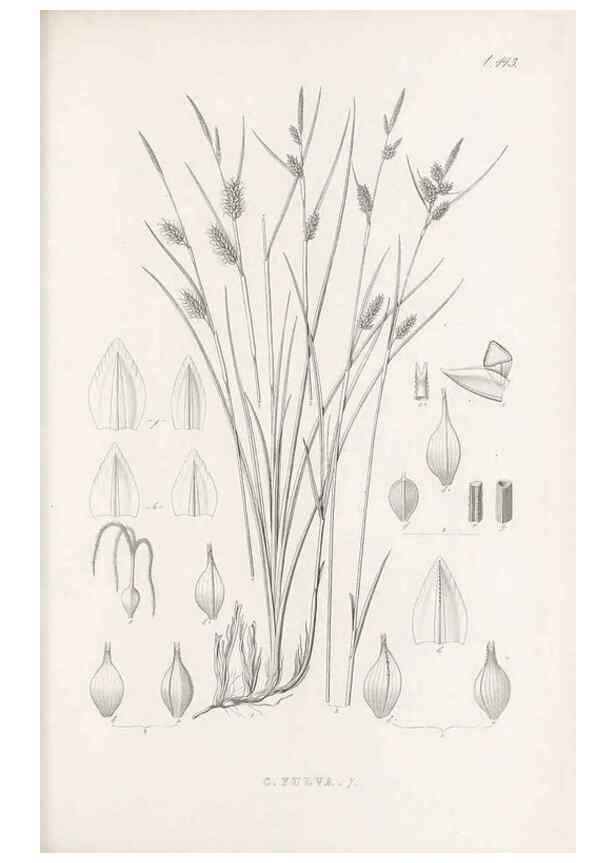 Reproducción/Reproduction 48683502382: Illustrations of the genus Carex. London :William Pamplin,1858-1867.. 