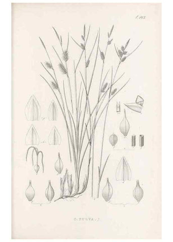 Reproducción/Reproduction 48683502382: Illustrations of the genus Carex. London :William Pamplin,1858-1867.. 