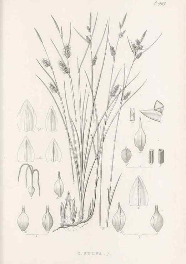 Reproducción/Reproduction 48683502382: Illustrations of the genus Carex. London :William Pamplin,1858-1867.. 
