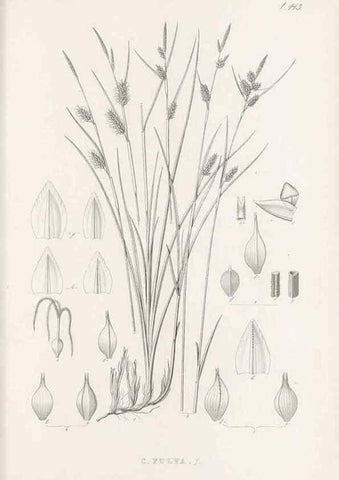 Reproducción/Reproduction 48683502382: Illustrations of the genus Carex. London :William Pamplin,1858-1867.. 