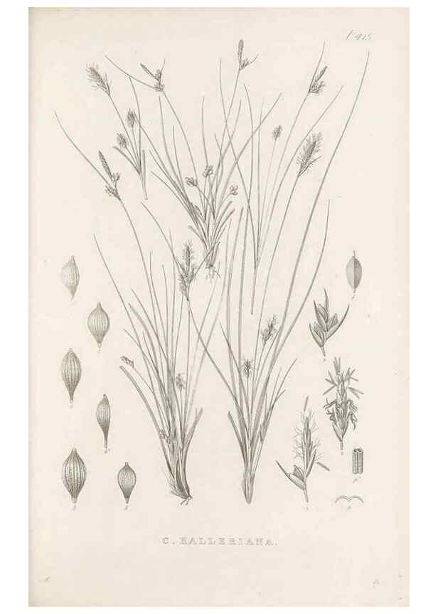 Reproducción/Reproduction 48683494497: Illustrations of the genus Carex. London :William Pamplin,1858-1867.. 