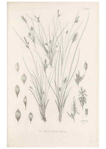 Reproducción/Reproduction 48683494497: Illustrations of the genus Carex. London :William Pamplin,1858-1867.. 