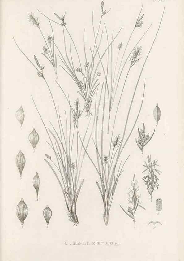 Reproducción/Reproduction 48683494497: Illustrations of the genus Carex. London :William Pamplin,1858-1867.. 