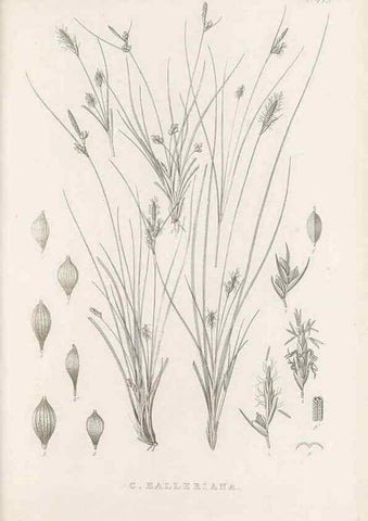 Reproducción/Reproduction 48683494497: Illustrations of the genus Carex. London :William Pamplin,1858-1867.. 