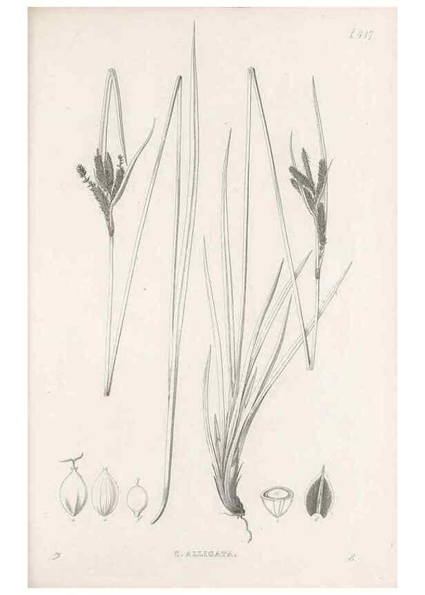 Reproducción/Reproduction 48683495017: Illustrations of the genus Carex. London :William Pamplin,1858-1867.. 