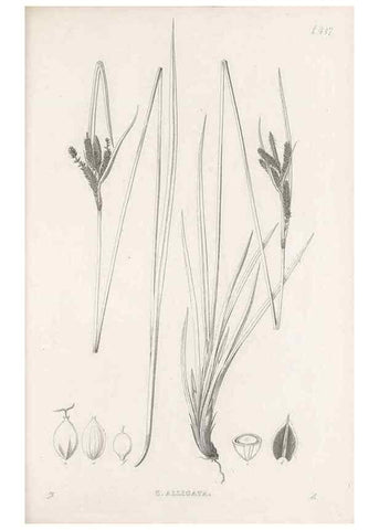 Reproducción/Reproduction 48683495017: Illustrations of the genus Carex. London :William Pamplin,1858-1867.. 