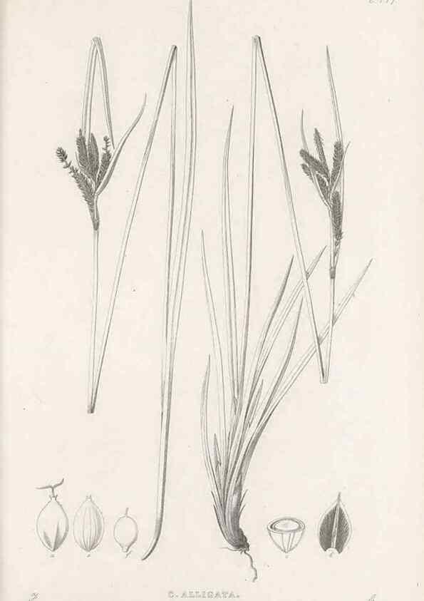 Reproducción/Reproduction 48683495017: Illustrations of the genus Carex. London :William Pamplin,1858-1867.. 