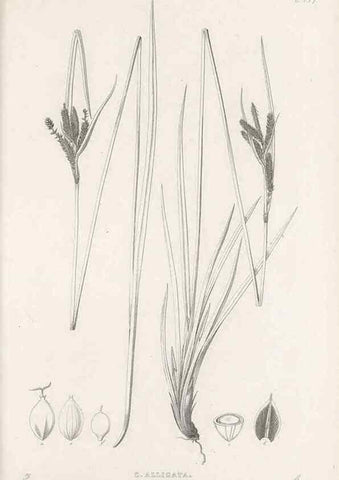 Reproducción/Reproduction 48683495017: Illustrations of the genus Carex. London :William Pamplin,1858-1867.. 
