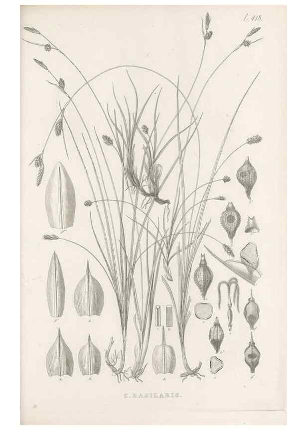 Reproducción/Reproduction 48683495237: Illustrations of the genus Carex. London :William Pamplin,1858-1867.. 
