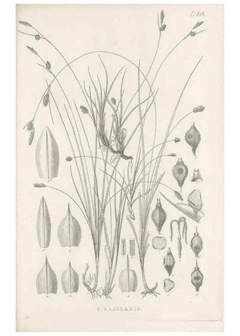 Reproducción/Reproduction 48683495237: Illustrations of the genus Carex. London :William Pamplin,1858-1867.. 