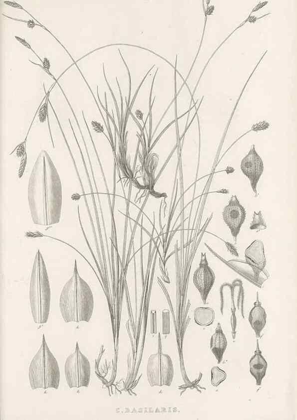 Reproducción/Reproduction 48683495237: Illustrations of the genus Carex. London :William Pamplin,1858-1867.. 