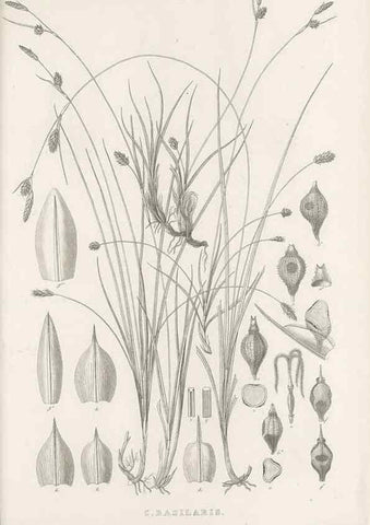 Reproducción/Reproduction 48683495237: Illustrations of the genus Carex. London :William Pamplin,1858-1867.. 