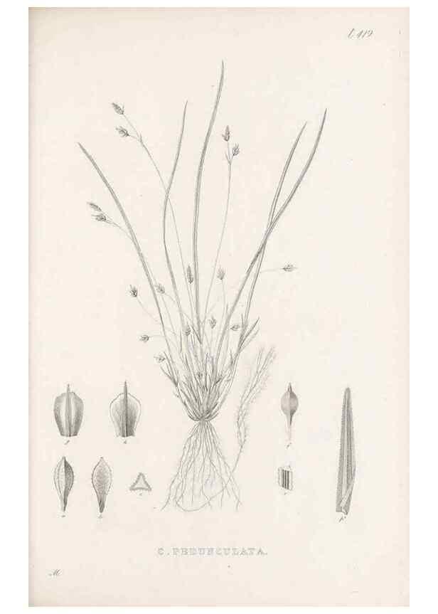 Reproducción/Reproduction 48682980783: Illustrations of the genus Carex. London :William Pamplin,1858-1867.. 