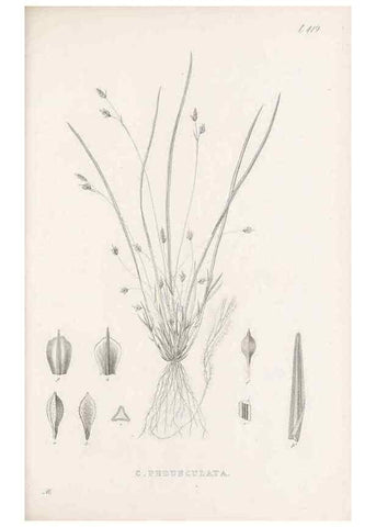 Reproducción/Reproduction 48682980783: Illustrations of the genus Carex. London :William Pamplin,1858-1867.. 