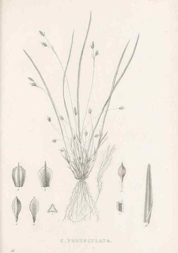 Reproducción/Reproduction 48682980783: Illustrations of the genus Carex. London :William Pamplin,1858-1867.. 