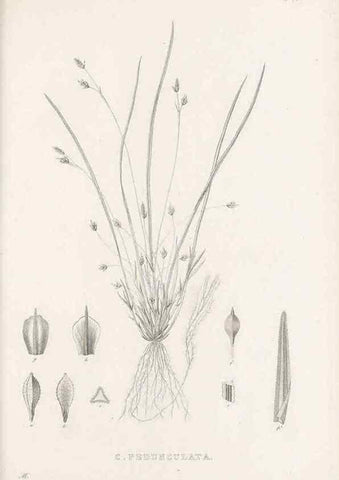 Reproducción/Reproduction 48682980783: Illustrations of the genus Carex. London :William Pamplin,1858-1867.. 