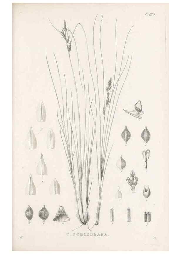 Reproducción/Reproduction 48683495772: Illustrations of the genus Carex. London :William Pamplin,1858-1867.. 
