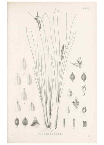 Reproducción/Reproduction 48683495772: Illustrations of the genus Carex. London :William Pamplin,1858-1867.. 