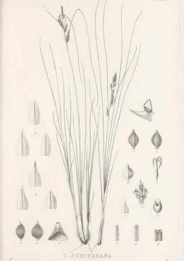 Reproducción/Reproduction 48683495772: Illustrations of the genus Carex. London :William Pamplin,1858-1867.. 