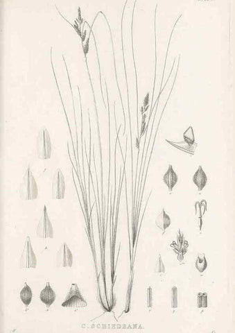 Reproducción/Reproduction 48683495772: Illustrations of the genus Carex. London :William Pamplin,1858-1867.. 
