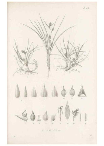 Reproducción/Reproduction 48683496017: Illustrations of the genus Carex. London :William Pamplin,1858-1867.. 