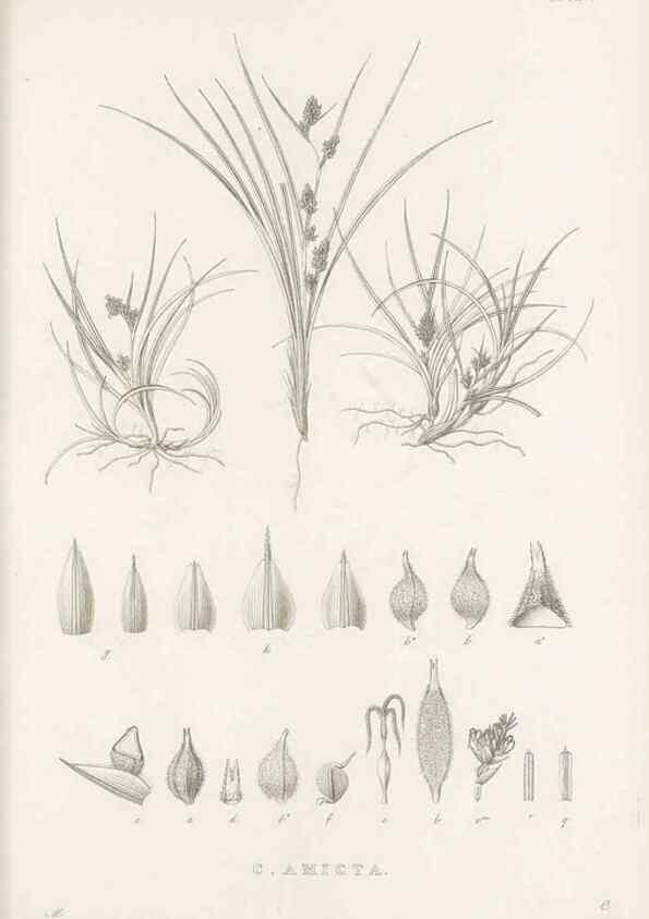 Reproducción/Reproduction 48683496017: Illustrations of the genus Carex. London :William Pamplin,1858-1867.. 