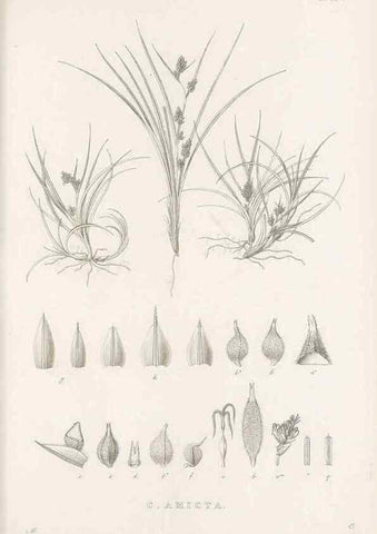 Reproducción/Reproduction 48683496017: Illustrations of the genus Carex. London :William Pamplin,1858-1867.. 