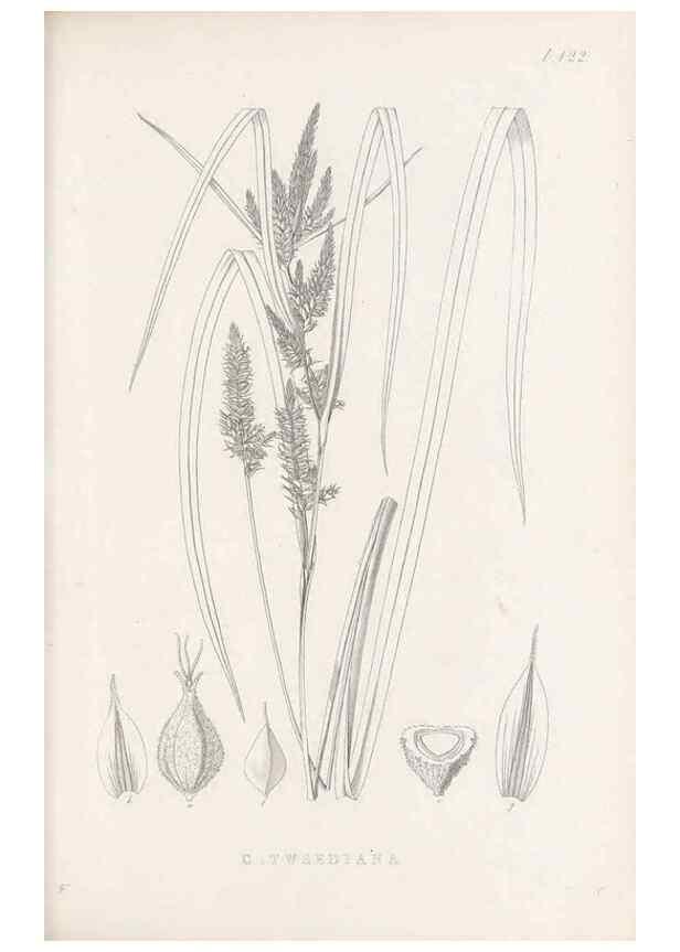 Reproducción/Reproduction 48683320666: Illustrations of the genus Carex. London :William Pamplin,1858-1867.. 