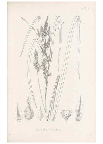Reproducción/Reproduction 48683320666: Illustrations of the genus Carex. London :William Pamplin,1858-1867.. 