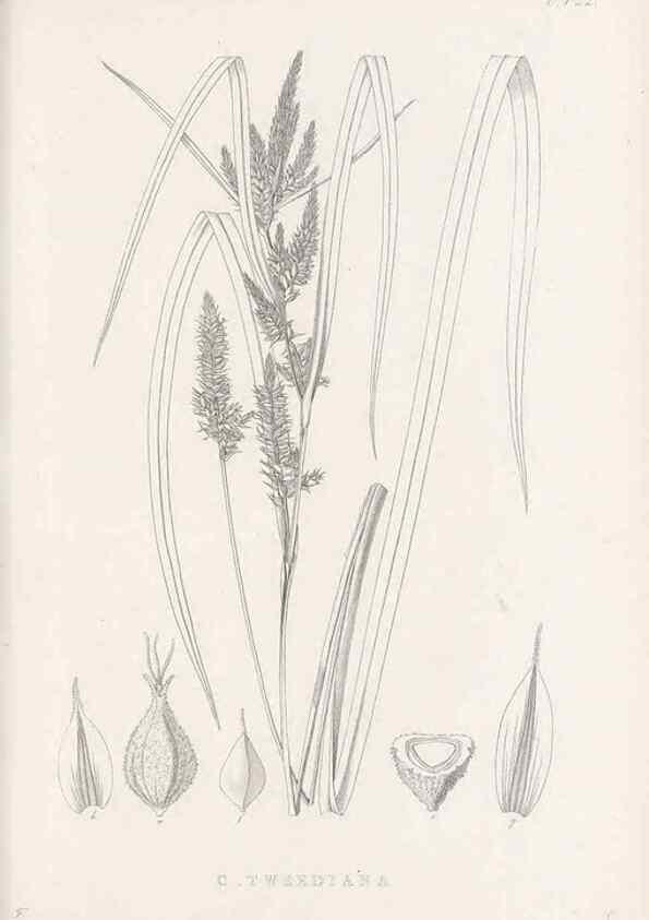 Reproducción/Reproduction 48683320666: Illustrations of the genus Carex. London :William Pamplin,1858-1867.. 