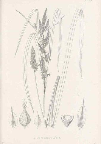 Reproducción/Reproduction 48683320666: Illustrations of the genus Carex. London :William Pamplin,1858-1867.. 