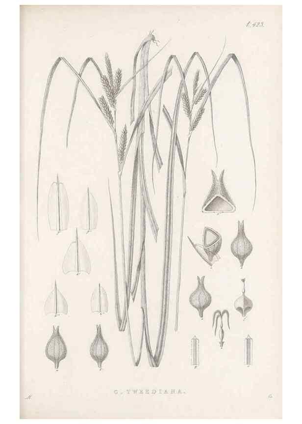 Reproducción/Reproduction 48682981813: Illustrations of the genus Carex. London :William Pamplin,1858-1867.. 
