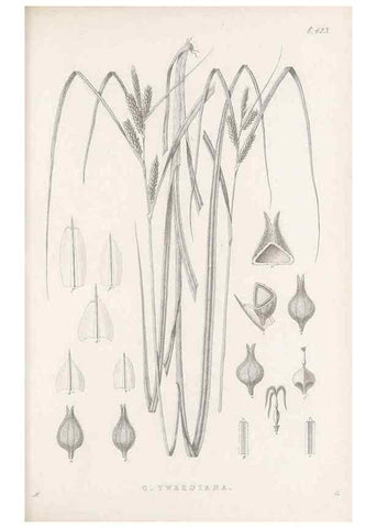 Reproducción/Reproduction 48682981813: Illustrations of the genus Carex. London :William Pamplin,1858-1867.. 
