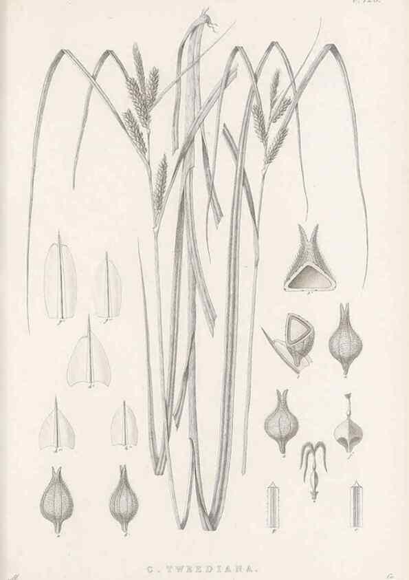 Reproducción/Reproduction 48682981813: Illustrations of the genus Carex. London :William Pamplin,1858-1867.. 