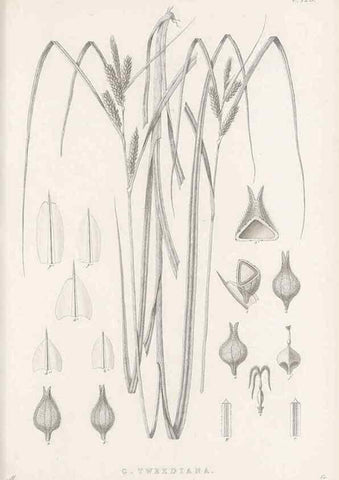 Reproducción/Reproduction 48682981813: Illustrations of the genus Carex. London :William Pamplin,1858-1867.. 