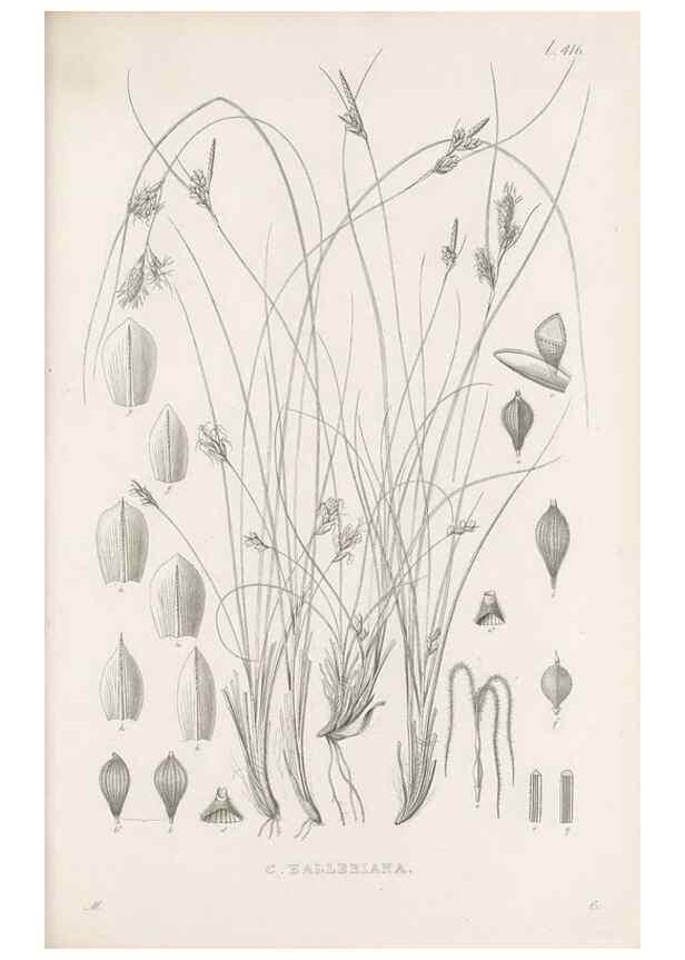 Reproducción/Reproduction 48683494722: Illustrations of the genus Carex. London :William Pamplin,1858-1867.. 