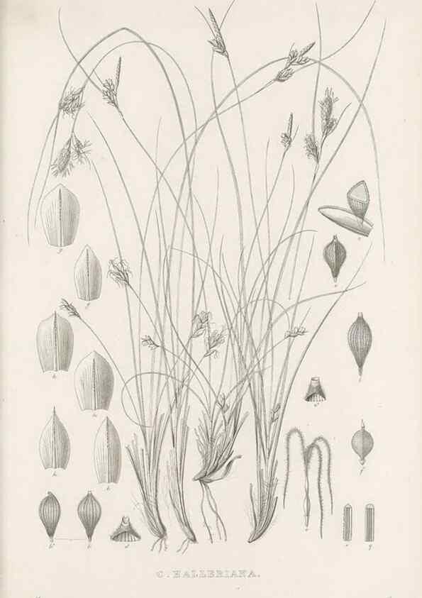 Reproducción/Reproduction 48683494722: Illustrations of the genus Carex. London :William Pamplin,1858-1867.. 