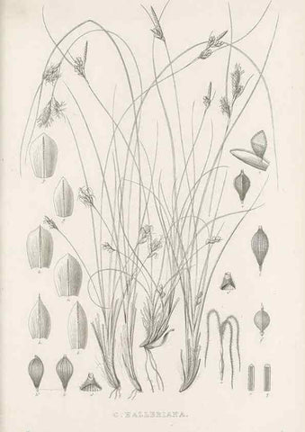 Reproducción/Reproduction 48683494722: Illustrations of the genus Carex. London :William Pamplin,1858-1867.. 