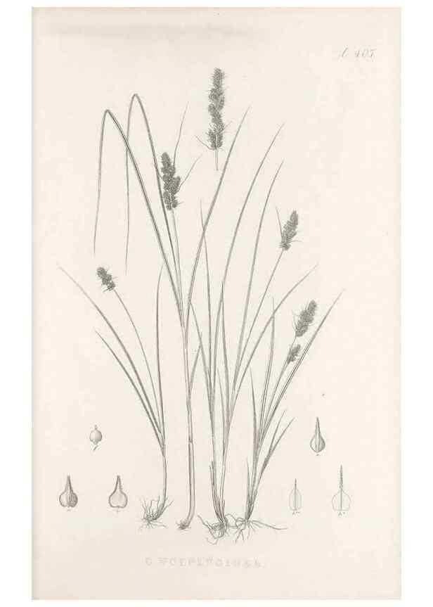 Reproducción/Reproduction 48682831153: Illustrations of the genus Carex. London :William Pamplin,1858-1867.. 