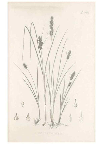 Reproducción/Reproduction 48682831153: Illustrations of the genus Carex. London :William Pamplin,1858-1867.. 