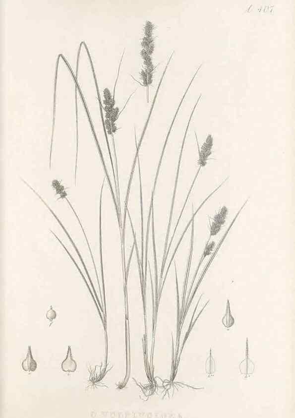 Reproducción/Reproduction 48682831153: Illustrations of the genus Carex. London :William Pamplin,1858-1867.. 