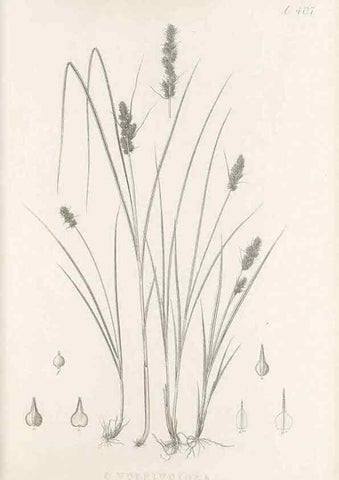 Reproducción/Reproduction 48682831153: Illustrations of the genus Carex. London :William Pamplin,1858-1867.. 