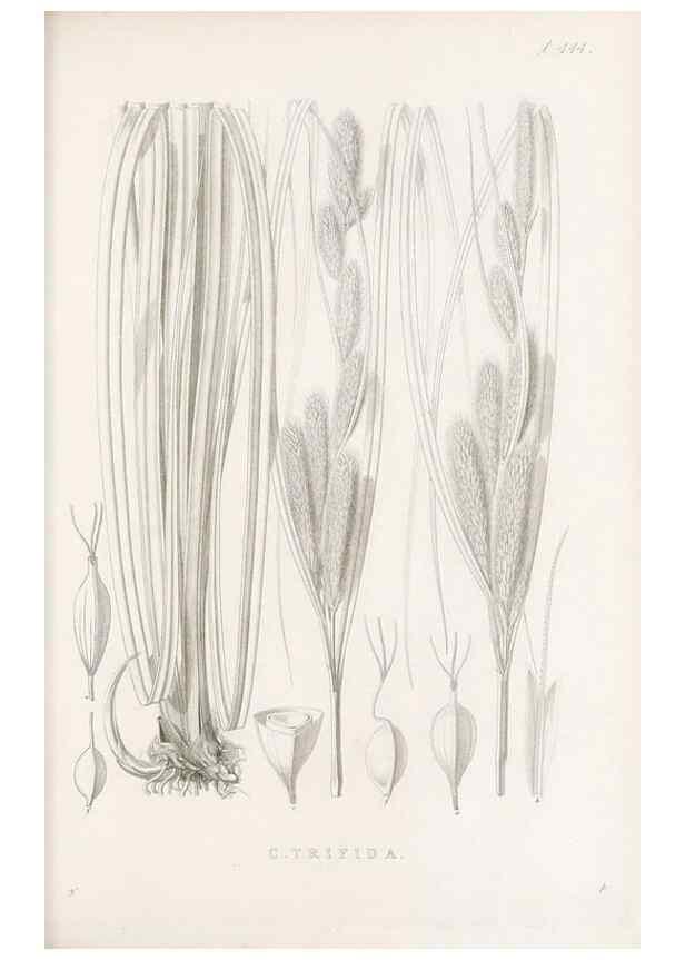 Reproducción/Reproduction 48682987823: Illustrations of the genus Carex. London :William Pamplin,1858-1867.. 