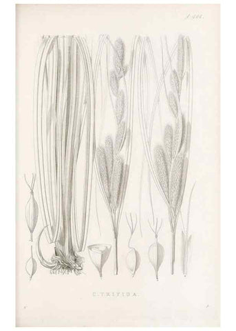 Reproducción/Reproduction 48682987823: Illustrations of the genus Carex. London :William Pamplin,1858-1867.. 