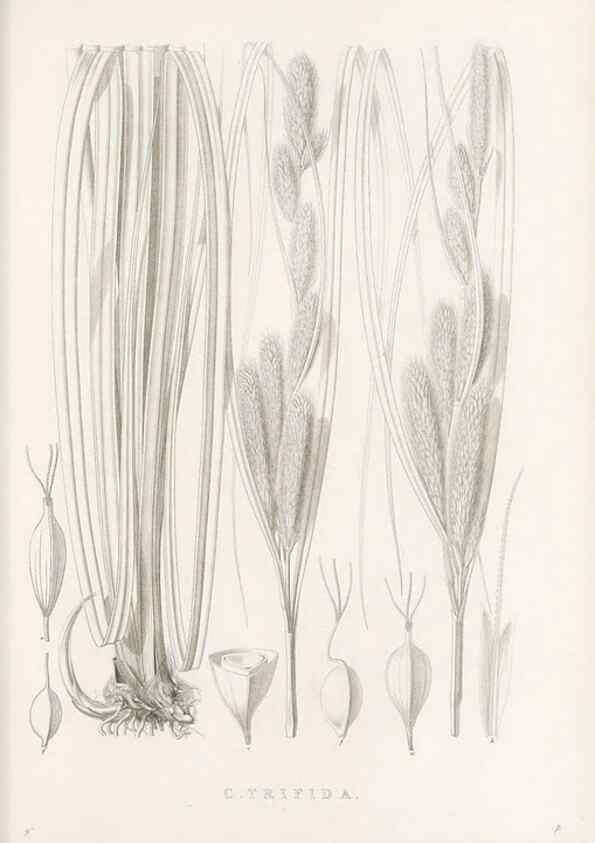 Reproducción/Reproduction 48682987823: Illustrations of the genus Carex. London :William Pamplin,1858-1867.. 