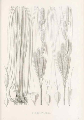 Reproducción/Reproduction 48682987823: Illustrations of the genus Carex. London :William Pamplin,1858-1867.. 